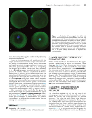 Larsen's Human Embryology.pdfembryology for medical students | PDF
