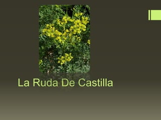 La Ruda De Castilla
 