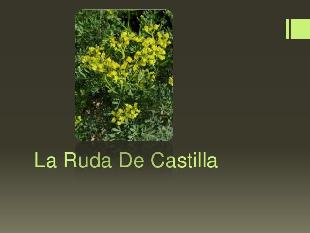 La Ruda De Castilla