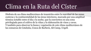 Clima en la Ruta del Císter
Disfruta de un clima mediterráneo de transición entre la suavidad de las zonas
costeras y la continentalidad de las áreas interiores, marcada por una amplitud
térmica notable entre el día y la noche, que la convierten en una zona
privilegiada para el cultivo de la viñas y la elaboración de vinos y cavas.
Y también para observar la fauna y vegetación de este clima mediterráneo de
las comarcas de Cataluña, Conca de Barberà, Alt Camp, Urgell.
 