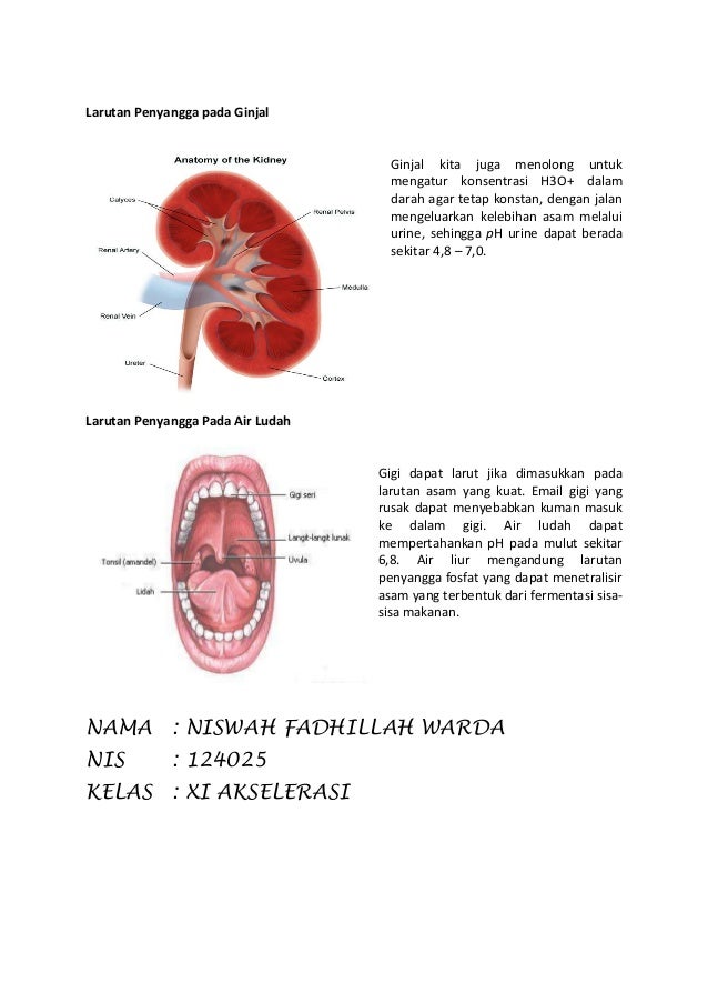 Larutan penyangga berperan dalam kehidupan sehari