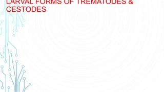 LARVAL FORMS OF TREMATODES &
CESTODES
 