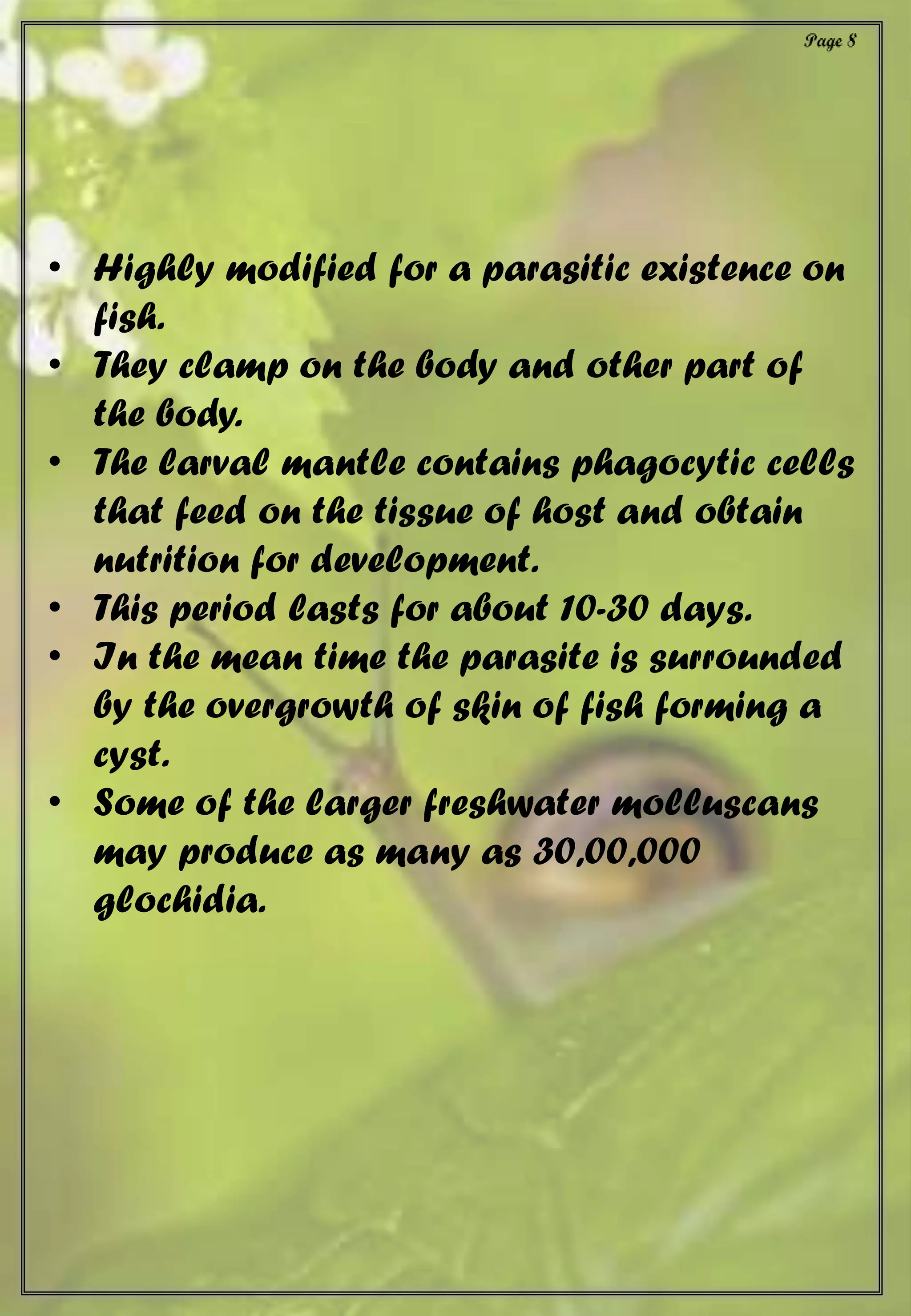 • Highly modified for a parasitic existence on
fish.
• They clamp on the body and other part of
the body.
• The larval mantle contains phagocytic cells
that feed on the tissue of host and obtain
nutrition for development.
• This period lasts for about 10-30 days.
• In the mean time the parasite is surrounded
by the overgrowth of skin of fish forming a
cyst.
• Some of the larger freshwater molluscans
may produce as many as 30,00,000
glochidia.
 