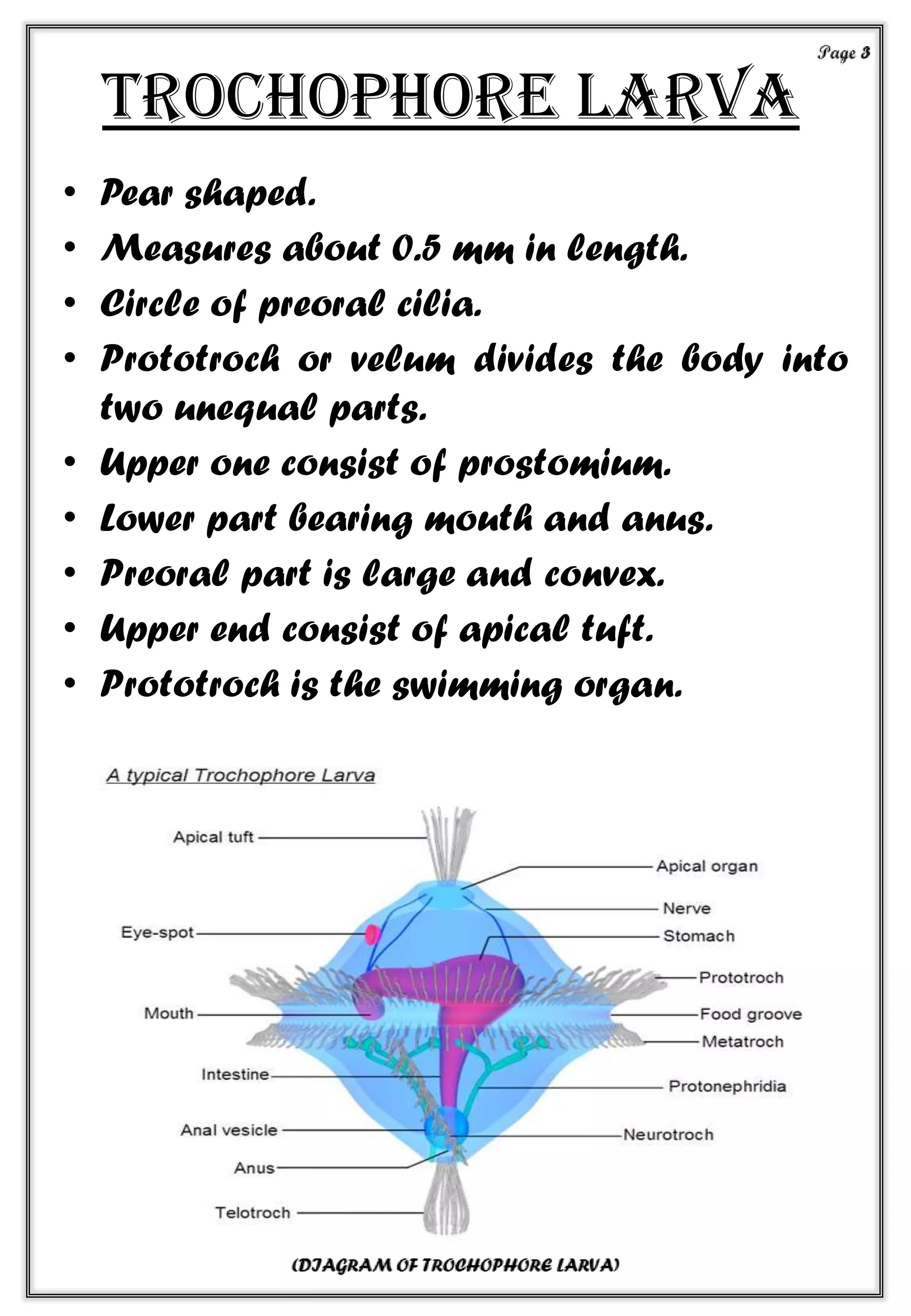 Trochophore larva
• Pear shaped.
• Measures about 0.5 mm in length.
• Circle of preoral cilia.
• Prototroch or velum divides the body into
two unequal parts.
• Upper one consist of prostomium.
• Lower part bearing mouth and anus.
• Preoral part is large and convex.
• Upper end consist of apical tuft.
• Prototroch is the swimming organ.
 