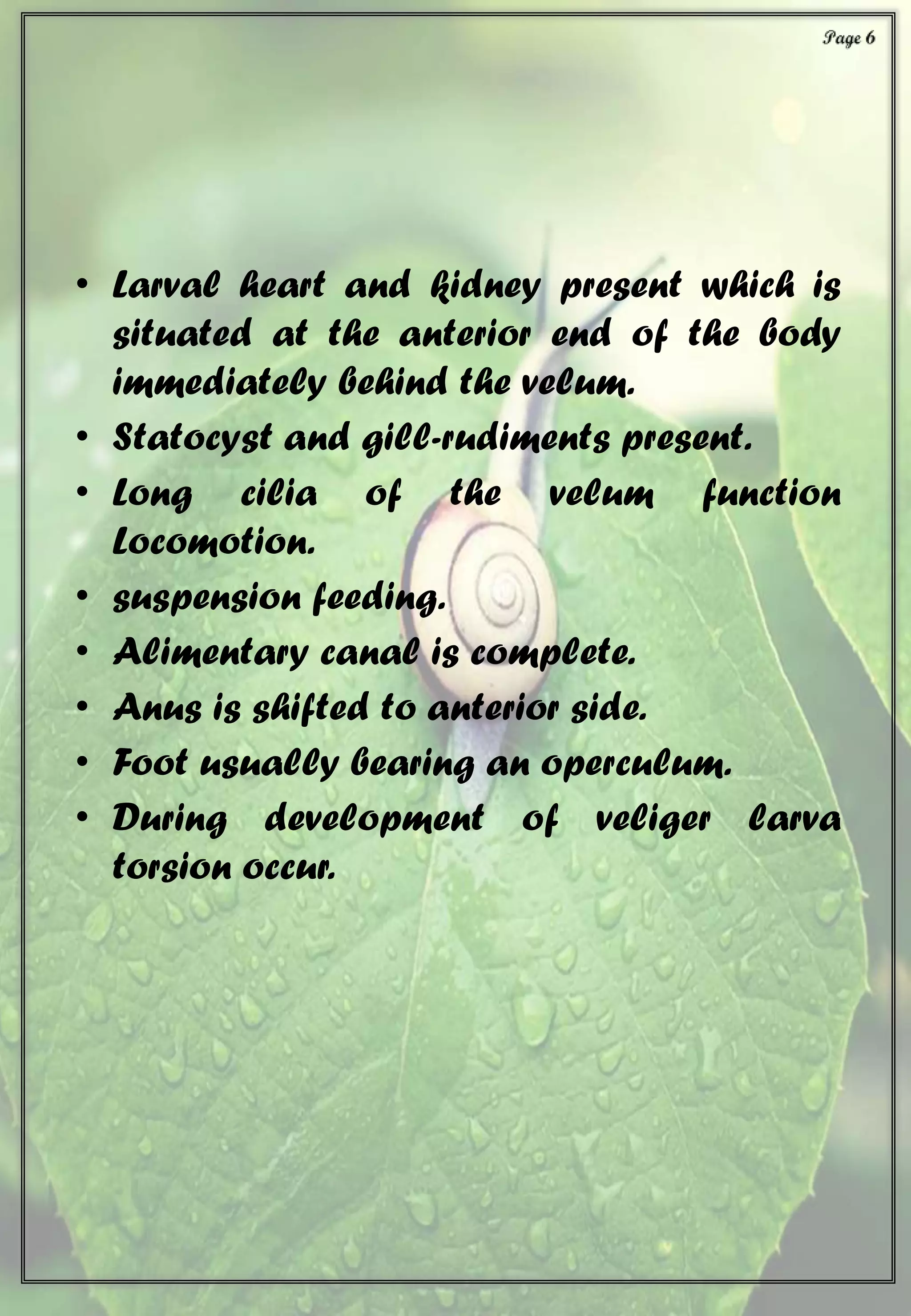 • Larval heart and kidney present which is
situated at the anterior end of the body
immediately behind the velum.
• Statocyst and gill-rudiments present.
• Long cilia of the velum function
Locomotion.
• suspension feeding.
• Alimentary canal is complete.
• Anus is shifted to anterior side.
• Foot usually bearing an operculum.
• During development of veliger larva
torsion occur.
 