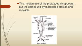 The median eye of the protozoea disappears,
but the compound eyes become stalked and
movable
 