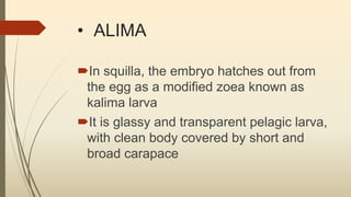 • ALIMA
In squilla, the embryo hatches out from
the egg as a modified zoea known as
kalima larva
It is glassy and transparent pelagic larva,
with clean body covered by short and
broad carapace
 