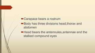 Carapace bears a rostrum
Body has three divisions head,thorax and
abdomen
Head bears the antennules,antennae and the
stalked compound eyes
 