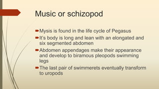 Music or schizopod
Mysis is found in the life cycle of Pegasus
It’s body is long and lean with an elongated and
six segmented abdomen
Abdomen appendages make their appearance
and develop to biramous pleopods swimming
legs
The last pair of swimmerets eventually transform
to uropods
 