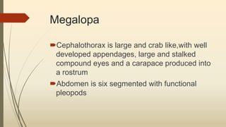 Megalopa
Cephalothorax is large and crab like,with well
developed appendages, large and stalked
compound eyes and a carapace produced into
a rostrum
Abdomen is six segmented with functional
pleopods
 