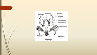 Larval forms in crustaceans