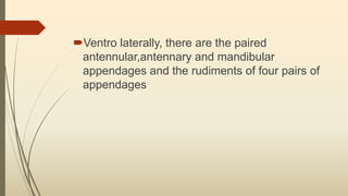 Ventro laterally, there are the paired
antennular,antennary and mandibular
appendages and the rudiments of four pairs of
appendages
 