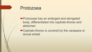 Protozoea
Protozoea has an enlarged and elongated
body, differentiated into cephalo-thorax and
abdomen
Cephalo-thorax is covered by the carapace or
dorsal shield
 