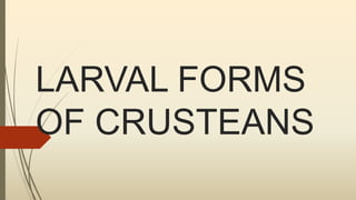 LARVAL FORMS
OF CRUSTEANS
 