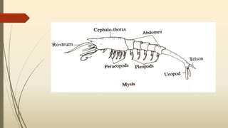 Larval Forms In Crustaceans Larval Forms In Crustaceans