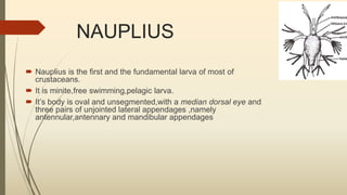 Larval Forms In Crustaceans Larval Forms In Crustaceans