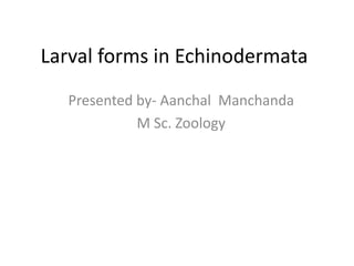 Larval forms in Echinodermata
Presented by- Aanchal Manchanda
M Sc. Zoology
 