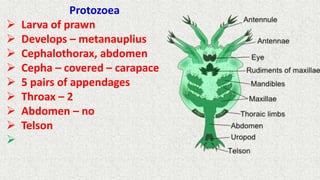 Zoeae Larval forms of Crustacea.pptx