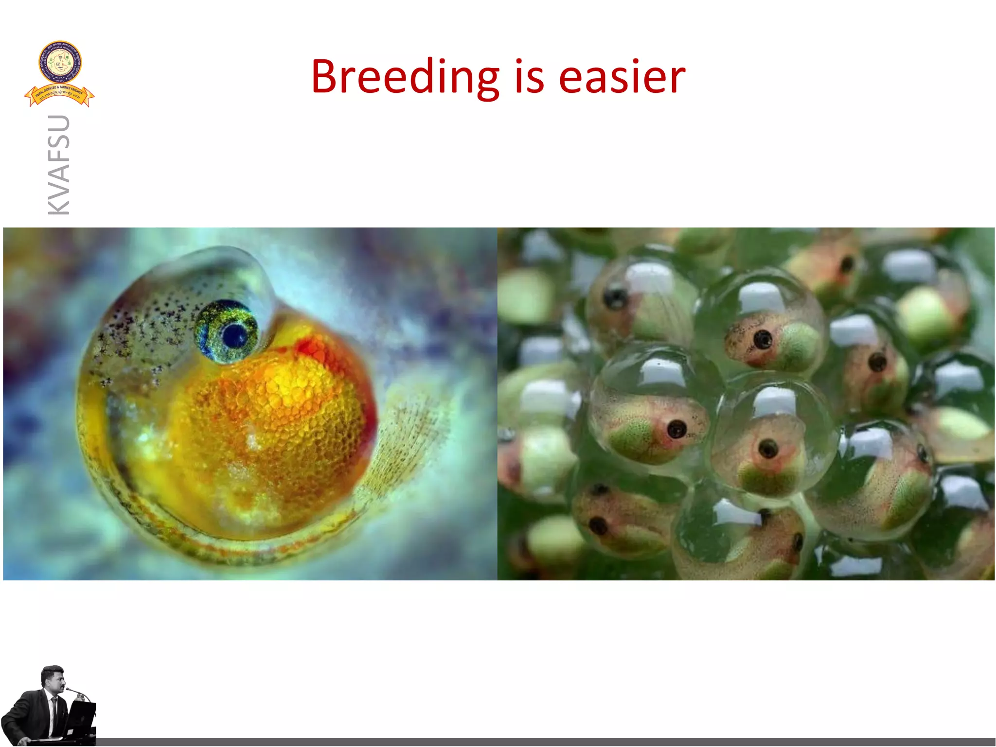 Larval Rearing: Heart of Aquaculture | PDF