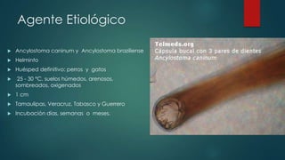Agente Etiológico
 Ancylostoma caninum y Ancylostoma braziliense
 Helminto
 Huésped definitivo: perros y gatos
 25 - 30 °C, suelos húmedos, arenosos,
sombreados, oxigenados
 1 cm
 Tamaulipas, Veracruz, Tabasco y Guerrero
 Incubación días, semanas o meses.
 