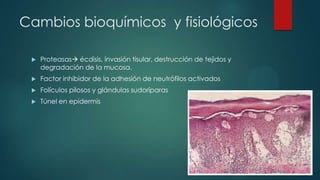 Cambios bioquímicos y fisiológicos
 Proteasas écdisis, invasión tisular, destrucción de tejidos y
degradación de la mucosa.
 Factor inhibidor de la adhesión de neutrófilos activados
 Folículos pilosos y glándulas sudoríparas
 Túnel en epidermis
 
