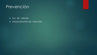 Prevención
 Uso de calzado
 Desparasitación de mascotas
 