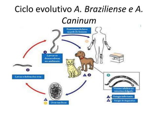 Ciclo evolutivo A. Braziliense e A.
Caninum
 