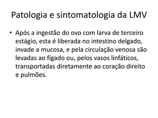 Patologia e sintomatologia da LMV
• Após a ingestão do ovo com larva de terceiro
estágio, esta é liberada no intestino delgado,
invade a mucosa, e pela circulação venosa são
levadas ao fígado ou, pelos vasos linfáticos,
transportadas diretamente ao coração direito
e pulmões.
 