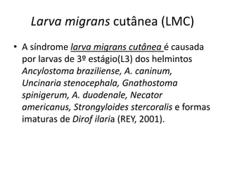 Larva migrans cutânea (LMC)
• A síndrome larva migrans cutânea é causada
por larvas de 3º estágio(L3) dos helmintos
Ancylostoma braziliense, A. caninum,
Uncinaria stenocephala, Gnathostoma
spinigerum, A. duodenale, Necator
americanus, Strongyloides stercoralis e formas
imaturas de Dirof ilaria (REY, 2001).
 