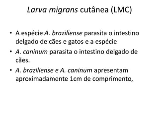 Larva migrans cutânea (LMC)
• A espécie A. braziliense parasita o intestino
delgado de cães e gatos e a espécie
• A. caninum parasita o intestino delgado de
cães.
• A. braziliense e A. caninum apresentam
aproximadamente 1cm de comprimento,
 