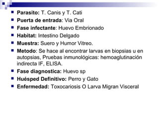    Parasito: T. Canis y T. Cati
   Puerta de entrada: Via Oral
   Fase infectante: Huevo Embrionado
   Habitat: Intestino Delgado
   Muestra: Suero y Humor Vitreo.
   Metodo: Se hace al encontrar larvas en biopsias u en
    autopsias, Pruebas inmunológicas: hemoaglutinación
    indirecta IF, ELISA.
   Fase diagnostica: Huevo sp
   Huésped Definitivo: Perro y Gato
   Enfermedad: Toxocariosis O Larva Migran Visceral
 