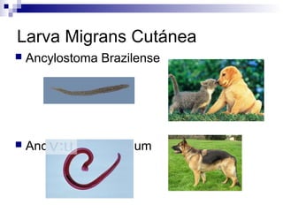Larva Migrans Cutánea
   Ancylostoma Brazilense




   Ancylostoma Caninum
 