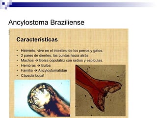 Ancylostoma Braziliense
Morfologia:
 