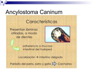 Ancylostoma Caninum
 