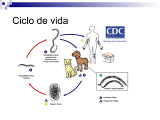 Ciclo de vida
 