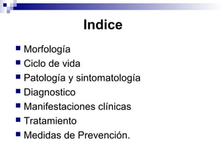 Indice
 Morfología
 Ciclo de vida
 Patología y sintomatología
 Diagnostico
 Manifestaciones clínicas
 Tratamiento
 Medidas de Prevención.
 