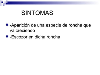 SINTOMAS
 -Aparición de una especie de roncha que
  va creciendo
 -Escozor en dicha roncha
 