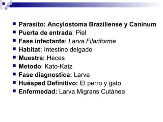    Parasito: Ancylostoma Braziliense y Caninum
   Puerta de entrada: Piel
   Fase infectante: Larva Filariforme
   Habitat: Intestino delgado
   Muestra: Heces
   Metodo: Kato-Katz
   Fase diagnostica: Larva
   Huésped Definitivo: El perro y gato
   Enfermedad: Larva Migrans Cutánea
 