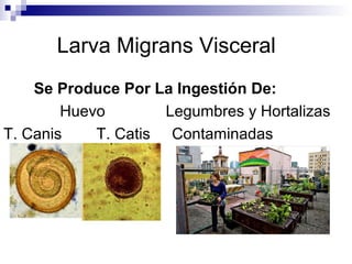 Larva Migrans Visceral
    Se Produce Por La Ingestión De:
        Huevo        Legumbres y Hortalizas
T. Canis    T. Catis Contaminadas
 