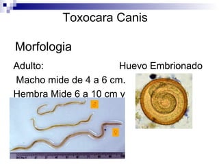 Toxocara Canis

Morfologia
Adulto:               Huevo Embrionado
Macho mide de 4 a 6 cm.
Hembra Mide 6 a 10 cm y
 