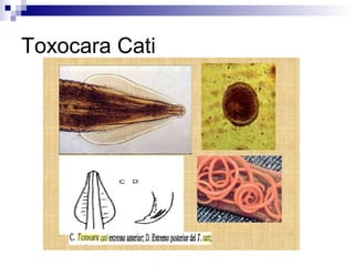 Toxocara Cati
 