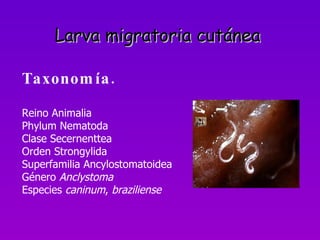 Taxonomía. Reino Animalia Phylum Nematoda Clase Secernenttea Orden Strongylida Superfamilia Ancylostomatoidea Género  Anclystoma Especies  caninum ,  braziliense   Larva migratoria cutánea 