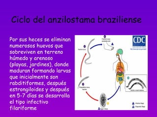 Ciclo del anzilostama braziliense Por sus heces se eliminan numerosos huevos que sobreviven en terreno húmedo y arenoso (playas, jardines), donde  maduran formando larvas que inicialmente son rabditiformes, después estrongiloides y después en 5-7 días se desarrolla el tipo infectivo filariforme 