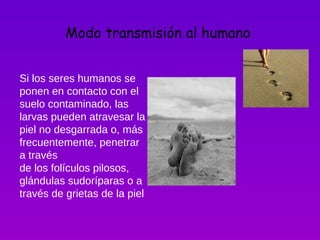 Modo transmisión al humano   Si los seres humanos se ponen en contacto con el suelo contaminado, las larvas pueden atravesar la piel no desgarrada o, más frecuentemente, penetrar a través de los folículos pilosos, glándulas sudoríparas o a través de grietas de la piel 