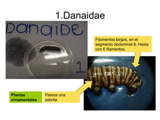 1.Danaidae Filamentos largos, en el segmento abdominal 8. Hasta con 6 filamentos. Parece una zebrita Plantas ornamentales 