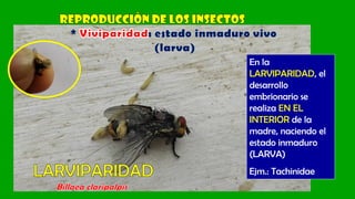 Larvas - Pupas - Ciclo biológico (1).pdf