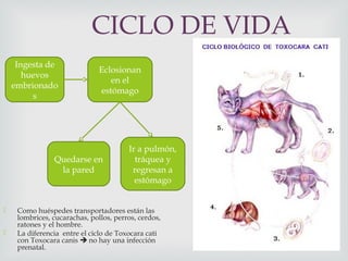 CICLO DE VIDA
 Como huéspedes transportadores están las
lombrices, cucarachas, pollos, perros, cerdos,
ratones y el hombre.
 La diferencia entre el ciclo de Toxocara cati
con Toxocara canis  no hay una infección
prenatal.
Ingesta de
huevos
embrionado
s
Eclosionan
en el
estómago
Quedarse en
la pared
Ir a pulmón,
tráquea y
regresan a
estómago
 