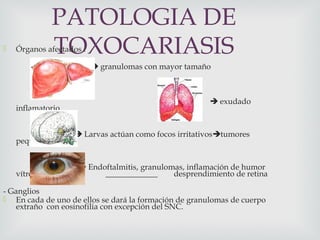 PATOLOGIA DE
TOXOCARIASIS Órganos afectados :
 granulomas con mayor tamaño
 exudado
inflamatorio
 Larvas actúan como focos irritativostumores
pequeños
 Endoftalmitis, granulomas, inflamación de humor
vítreo, _____________ desprendimiento de retina
- Ganglios
 En cada de uno de ellos se dará la formación de granulomas de cuerpo
extraño con eosinofilia con excepción del SNC.
 
 