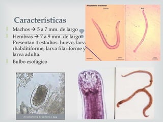 
 Machos  5 a 7 mm. de largo
 Hembras  7 a 9 mm. de largo
Presentan 4 estadíos: huevo, larva
rhabditiforme, larva filariforme y
larva adulta.
 Bulbo esofágico
Características
 