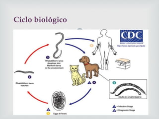 
Ciclo biológico
 